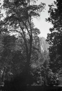 Travel views of Yosemite National Park, between 1903 and 1906. Creator: Arnold Genthe