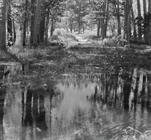 Yosemite Prints: Travel views of Yosemite National Park, between 1903 and 1906. Creator: Arnold Genthe