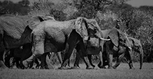 Traveling Elephants. Creator: Viet Chu