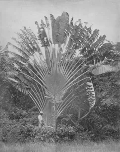 The Travellers Palm, 19th century