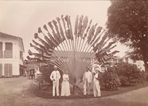 Singapore Prints: Travellers Palm or Fan Palm, Singapore, 1860s-70s. Creator: Unknown