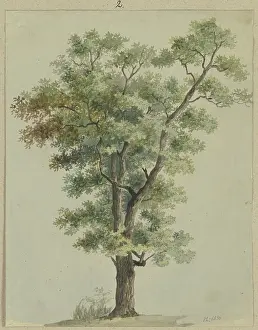 Changing Prints: Tree, 1836. Creator: Carl Theodor Reiffenstein