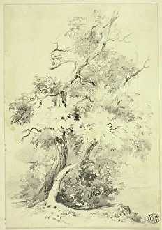 Tree on Bluff Beside Water, n.d. Creator: Joshua Wilson Faulkner