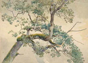 Moss Gallery: Tree Branches, 1852-1908. Creator: Charles Reginald Aston