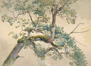 Moss Prints: Tree Branches, 1852-1908. Creator: Charles Reginald Aston