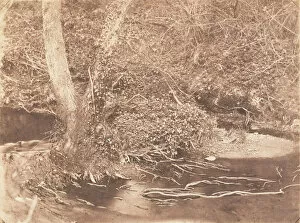 Roots Gallery: [Tree and Brush in Creek Scene], 1853-56. Creator: John Dillwyn Llewelyn