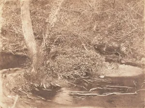 Roots Gallery: [Tree and Brush in Creek Scene], 1853-56. Creator: John Dillwyn Llewelyn