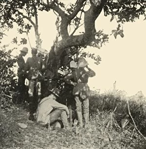 Burr Gallery: Tree from which Captain Paget...Saw...San Juan Battle, Spanish-American War, June 1898, (1899)