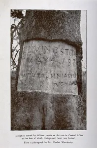 Livingstone David Prints: Tree in central Africa where David Livingstone's heart is buried