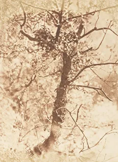 Tree at Colinton, 1843-47. Creators: David Octavius Hill, Robert Adamson