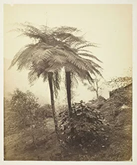 The Tree Fern, Prize Photo, 1863. Creator: Samuel Bourne