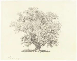 A Tree in Full-Leaf. Creator: William Henry Hunt