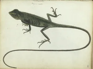 Lizard Prints: Tree lizard, 1785. Creator: Jan Brandes