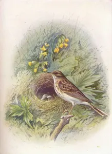 W Chambers Gallery: Tree-Pipit - An thus trivia lis, c1910, (1910). Artist: George James Rankin