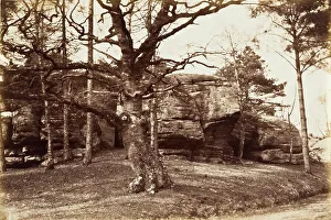 Bare Prints: Tree and Rock, c.1850. Creator: Henrietta Augusta Mostyn