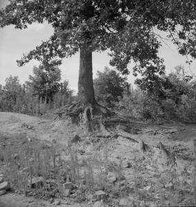 Soil Prints: Tree roots show how the land has been washed away