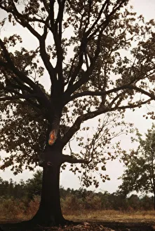 Slides Color Gmgpc Prints: Tree in a rural area, between 1941 and 1942. Creator: Unknown