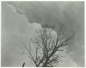 Tree Set 3, c. 1924. Creator: Alfred Stieglitz