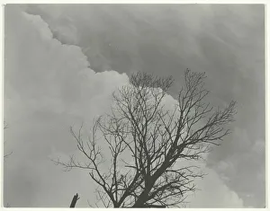 Stieglitz Alfred Prints: Tree Set 3, c. 1924. Creator: Alfred Stieglitz
