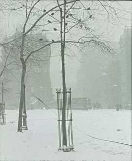 Lantern Slide Gallery: Tree in Snow, New York City, 1900 / 02. Creator: Alfred Stieglitz