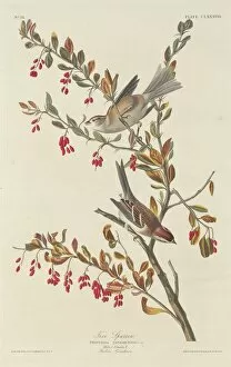 Tree Sparrow, 1834. Creator: Robert Havell