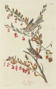 Sparrows Prints: Tree Sparrow, 1834. Creator: Robert Havell
