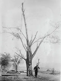 Cyclone Prints: Tree stripped by Geneva, N.Y. cyclone, between c1910 and c1915. Creator: Bain News Service