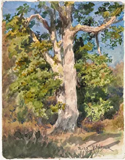 Tree Study. Creator: Rosa Bonheur (French, 1822-1899)