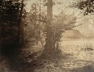 Gray Gustave Le Prints: Tree Study, Forest of Fontainebleau, ca. 1856. Creator: Gustave Le Gray