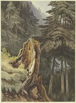 Tree stump on a slope covered with fir trees, 1833. Creator: Ludwig Daniel Philipp Schmidt