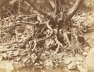 Roots Gallery: Tree with Tangle of Roots, 1853. Creator: Hugh Owen