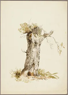 Bark Prints: Tree Trunk I, n.d. Creators: Unknown, William Callow