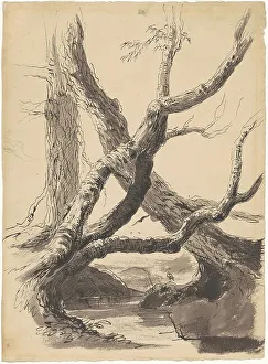 Tree Trunks Prints: Tree Trunks, 1825-1840. Creator: Thomas Cole