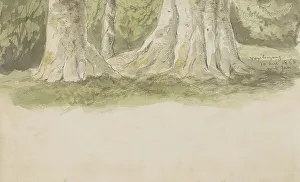 Tree trunks, 1868. Creator: Johannes Tavenraat