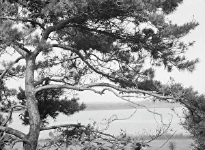 Weathered Prints: Tree and water view at The Shallows