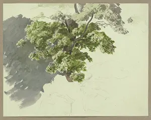 Shadow Prints: Tree in the wind, c1840-1890. Creator: Carl Theodor Reiffenstein