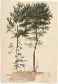 Jean Baptiste Pillement Prints: Trees, 1700s(?). Creator: Jean Baptiste Pillement (French, 1728-1808)