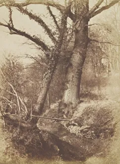 Keith Prints: Trees, 1854-57. Creator: Thomas Keith