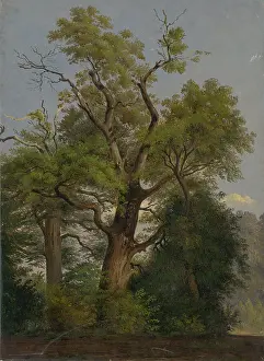 Scheidlin Friedrich Carl Von Prints: Trees, 1860-1890. Creator: Friedrich Carl von Scheidlin