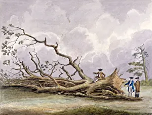 Edwin Prints: Trees damaged by a storm of 15th October, Roehampton, London, 1780. Artist: Edwin Edwards