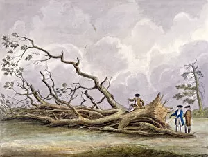 Edwards Gallery: Trees damaged by a storm of 15th October, Roehampton, London, 1780. Artist: Edwin Edwards