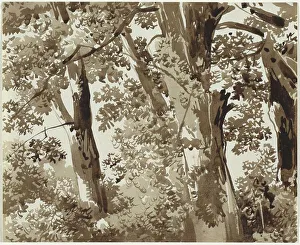 Undergrowth Prints: Trees with Dense Undergrowth, 1800/1820. Creator: Franz Kobell