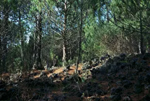 Lava Prints: Trees growing on a lava flow on the slope of Vesuvius