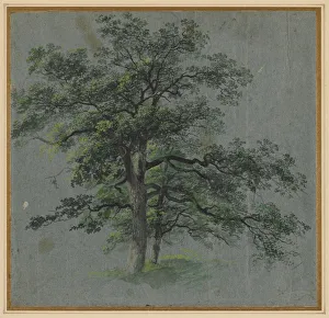 And Watercolour Prints: Two Trees (recto) Tree Studies (verso)