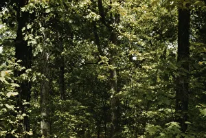 Slides Color Gmgpc Prints: Trees in a reforestation project, Md. ?, between 1941 and 1942. Creator: Unknown