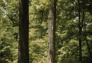 Trees in a reforestation project, Md. ?, between 1941 and 1942. Creator: Unknown
