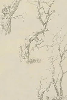 Trunk Prints: Trees and tree trunk, c.1780-c.1800. Creator: Bernhard Heinrich Thier