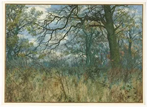 Watercolour With Gouache Prints: Trees and Undergrowth, 1885. Creator: Garden William Fraser (British, 1856-1921)