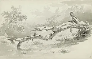 Trunk Prints: Treetrunk, c.1780-c.1800. Creator: Bernhard Heinrich Thier