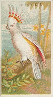 Tri-colored Cockatoo, from the Birds of the Tropics series (N5) for Allen &